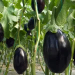 The Purple Renaissance: Unlocking the Cellular Secrets of the Humble Eggplant