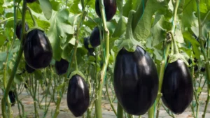 The Purple Renaissance: Unlocking the Cellular Secrets of the Humble Eggplant