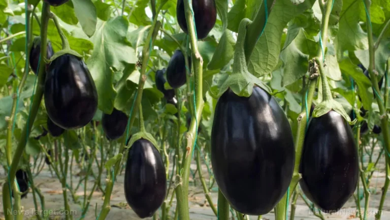 The Purple Renaissance: Unlocking the Cellular Secrets of the Humble Eggplant