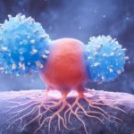 The Resilience of Time: How the Immune System’s “Killer” Cells May Unlock the Secret to Exceptional Longevity