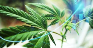 The Silent Crisis: Why the Modern Cannabis Industry Poses an Unprecedented Threat to Adolescent Brains