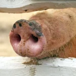 The Silent Threat: Investigating the First Human Case of Swine-Origin Influenza A(H1N2)v in Mainland China