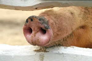 The Silent Threat: Investigating the First Human Case of Swine-Origin Influenza A(H1N2)v in Mainland China