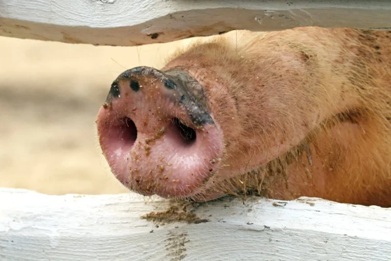 The Silent Threat: Investigating the First Human Case of Swine-Origin Influenza A(H1N2)v in Mainland China