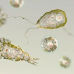 Tragedy in Louisiana: The Rare and Devastating Return of Naegleria fowleri