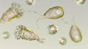 Tragedy in Louisiana: The Rare and Devastating Return of Naegleria fowleri