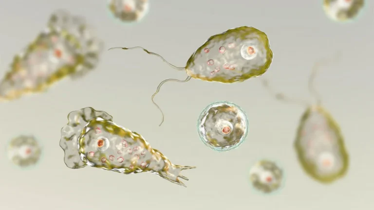 Tragedy in Louisiana: The Rare and Devastating Return of Naegleria fowleri