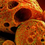Unveiling the "Double-Edged Sword": How SARS-CoV-2’s Nucleocapsid Protein Fuels Severe COVID-19