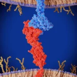 A New Frontier in Oncology: Ivonescimab Challenges the Dominance of Keytruda