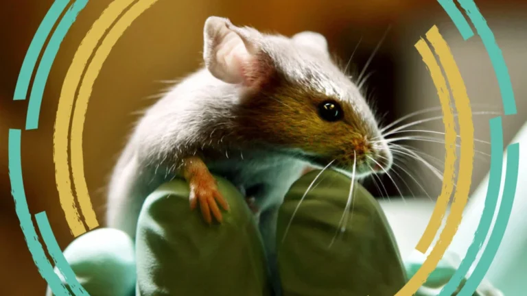 Beyond the Lab Dish: The Ethical and Scientific Frontier of Human-Mouse Chimeras