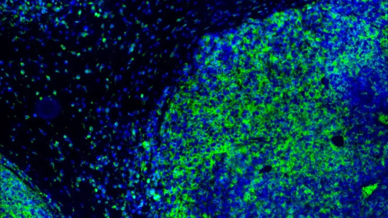 Breaking the OX40 Curse: Inhibrx Data Highlights Potential—and Limitations—in Head and Neck Cancer
