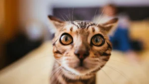 Cracking the Genetic Code: A New Frontier in Feline Cancer Research
