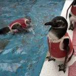 Healing the Wounded: How Innovative Copper-Infused Suits Are Revolutionizing Penguin Rehabilitation in Chile