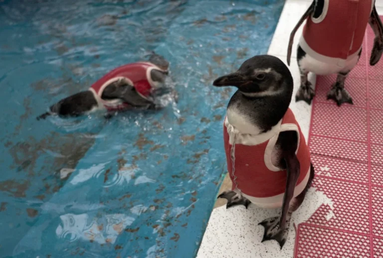 Healing the Wounded: How Innovative Copper-Infused Suits Are Revolutionizing Penguin Rehabilitation in Chile
