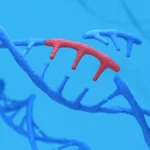 Pivot to the Heart: Cellectis Abandons Allogeneic Cell Therapy Ambitions to Pursue Cardiovascular Gene Editing