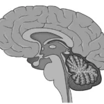 Silent Disruptions: How Nocturnal Micro-Awakenings May Signal Early Alzheimer’s Risk