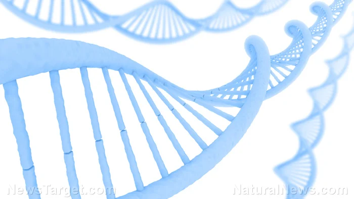 The Fragile Blueprint: Examining the Systematic Degradation of DNA Repair Mechanisms