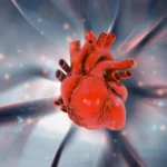 The Heart’s Hidden Potential: New Research Challenges Decades of Cardiovascular Dogma