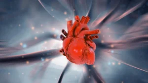 The Heart’s Hidden Potential: New Research Challenges Decades of Cardiovascular Dogma