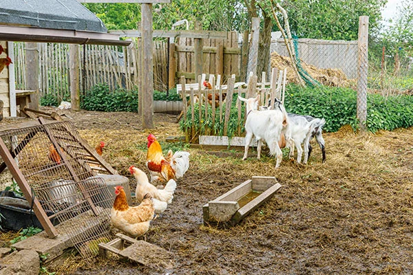 The Hidden Financial Leaks of Homesteading: Lessons from Joel Salatin’s Latest Masterclass