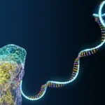 The High-Stakes Balancing Act: Roche’s Tri-Specific Pivot and the Paradox of the Trump Administration’s Drug Pricing Strategy