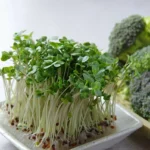 The Kitchen as a Laboratory: How Broccoli Sprouts Became a Symbol of Modern Self-Reliance