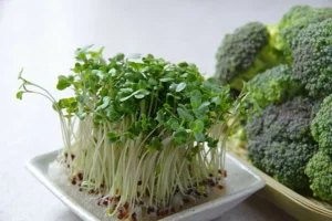 The Kitchen as a Laboratory: How Broccoli Sprouts Became a Symbol of Modern Self-Reliance