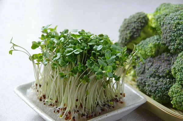 The Kitchen as a Laboratory: How Broccoli Sprouts Became a Symbol of Modern Self-Reliance