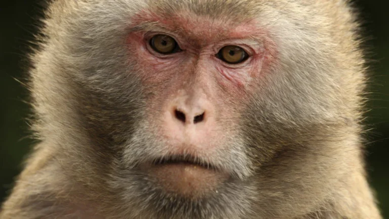 The Paradigm Shift: FDA’s New Rule Signals the Twilight of Animal-Based Drug Testing