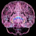 The Silent Epidemic: New Study Reveals High Mortality and Diagnostic Gaps in Korsakoff Syndrome