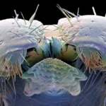 The Silent Epidemic: Why America is Losing the War on Tick-Borne Disease