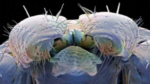 The Silent Epidemic: Why America is Losing the War on Tick-Borne Disease