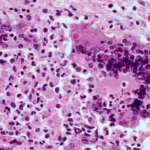 The State of American Medicine: A September 2026 Briefing