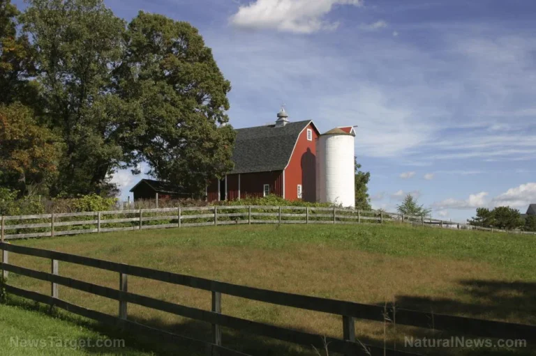 The Three-Year Rule: Joel Salatin’s Blueprint for Resilient Homesteading and Farm Design
