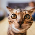 Unlocking the Genetic Code: A New Era in Feline Precision Oncology