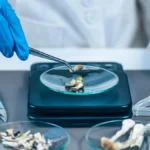 Beyond Mental Health: Psilocybin Shows Promise in Mitigating Biological Markers of Parkinson’s Disease