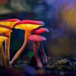 Beyond the Bloom: How Psilocybin Reshapes Aggression in the Animal Kingdom