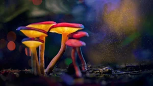 Beyond the Bloom: How Psilocybin Reshapes Aggression in the Animal Kingdom