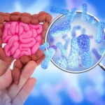 Beyond the Label: New Research Reveals How Sweeteners and Medications Reshape the Gut Microbiome