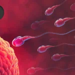The AI Dilemma: How ChatGPT Fares Against Professional Medical Standards in Reproductive Health