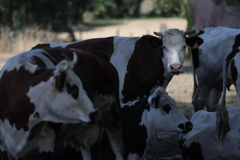 The Emergence of the Shamonda Virus: A Rare Cross-Species Transmission in France